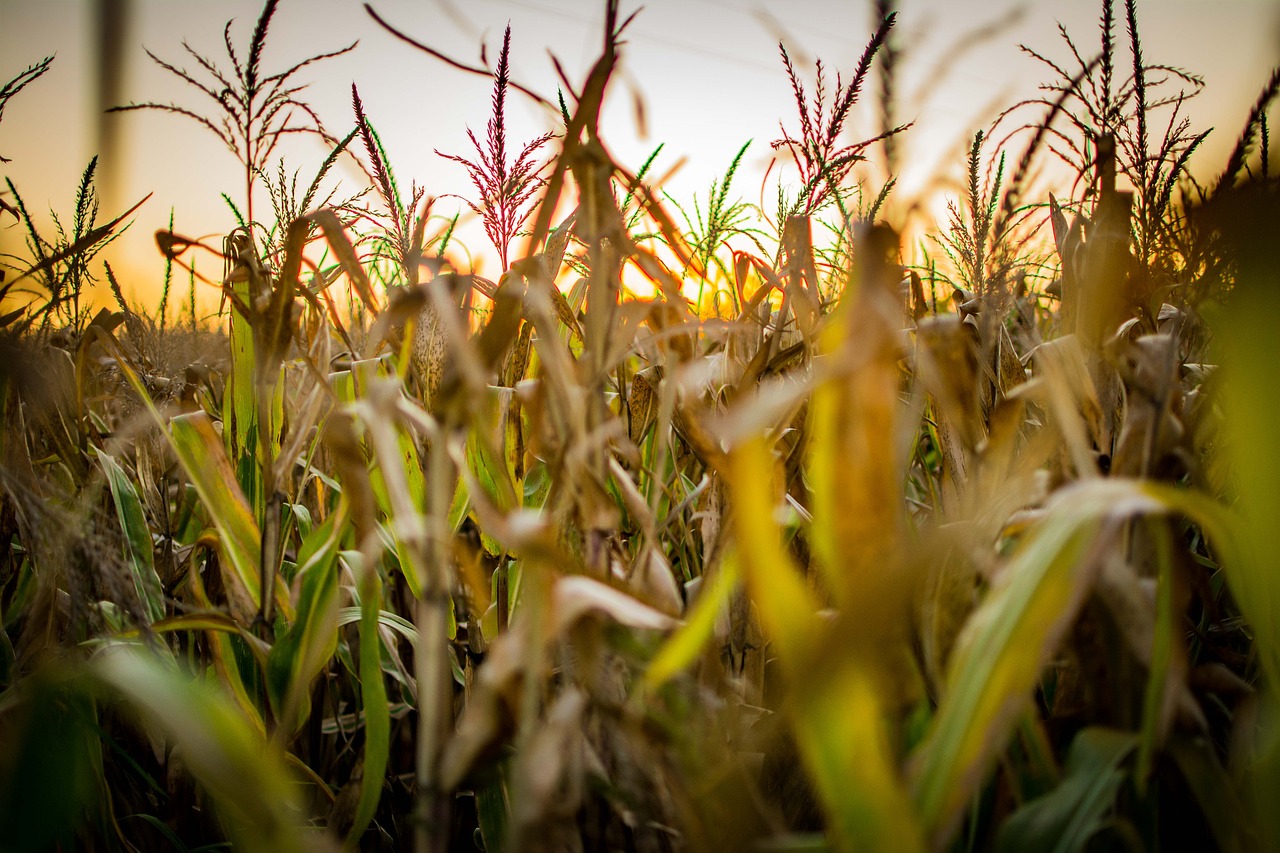 Kukurydza a żywienie zwierząt hodowlanych